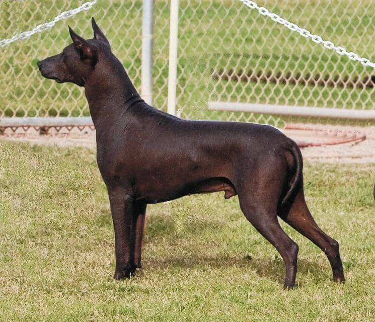 Standard Xoloitzcuintli, 2010