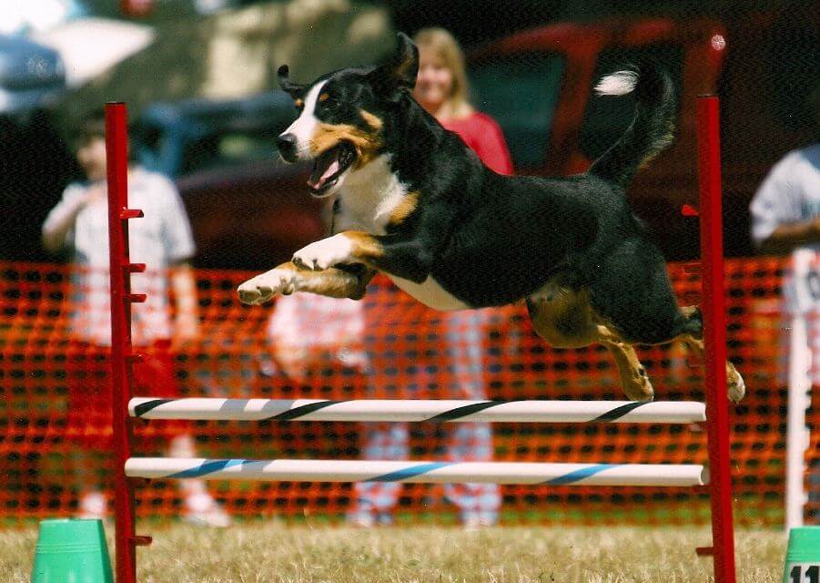 Appenzeller Sennenhund