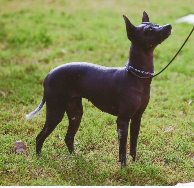Toy Xoloitzcuintli, 2010