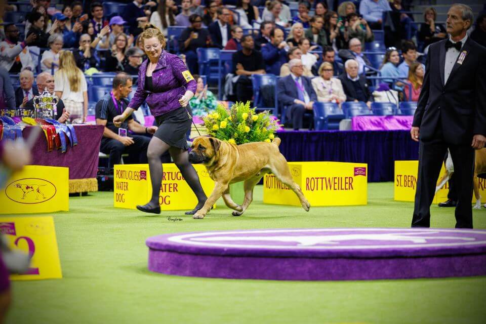 Westminster-2024-Colleen-with-Oso-Best-of-Breed