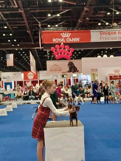 Junior at a dog show