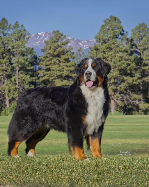 Bernese Mountain Dog