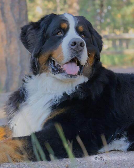 Bernese Mountain Dog