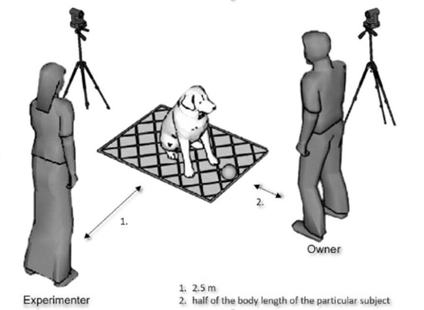 Dog as a Body Experiment