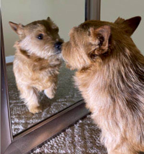 Dog-in-the-Mirror