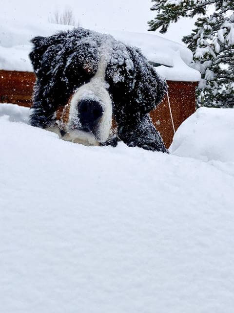 Bernese Mountain Dog
