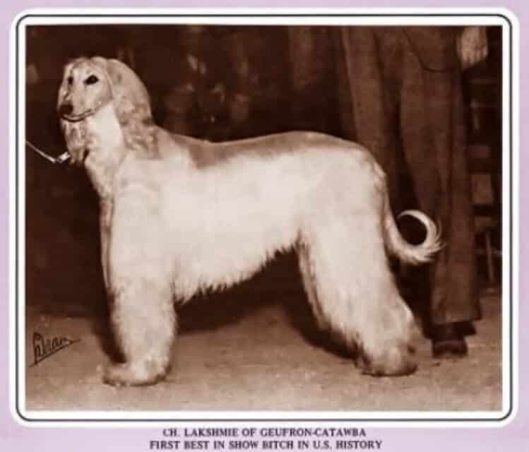 Lakshmie Of Geufron-Catawba