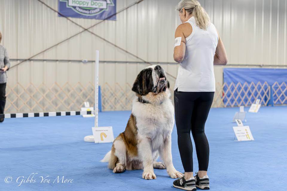 Saint Bernard