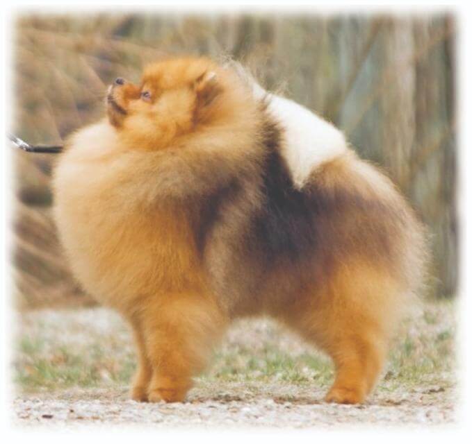 Pomeranian