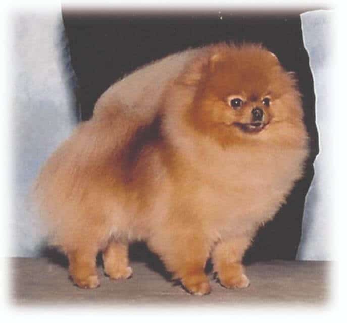 Pomeranian