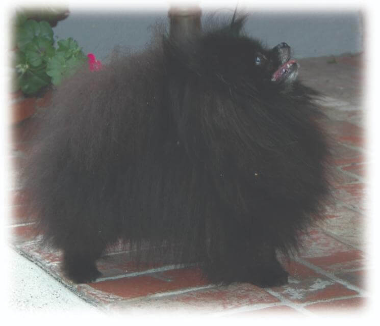 Pomeranian