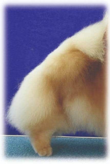 Pomeranian