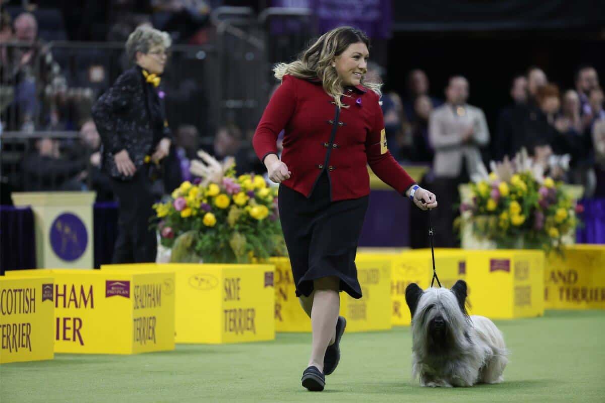 NEW YORK, NEW YORK - FEBRUARY 11: Antoinelle Vulpis and her dog Archer the Skye Terrier, winner of the Terrier Group, during the 149th Annual Westminster Kennel Club Dog Show – Junior Showmanship, Group Judging (Sporting, Working, Terrier) + Best in Show at Madison Square Garden on February 11, 2025 in New York City. (Photo by Sarah Stier/Getty Images for Westminster Kennel Club)
