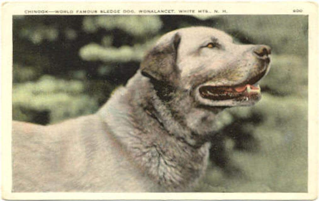 Chinook