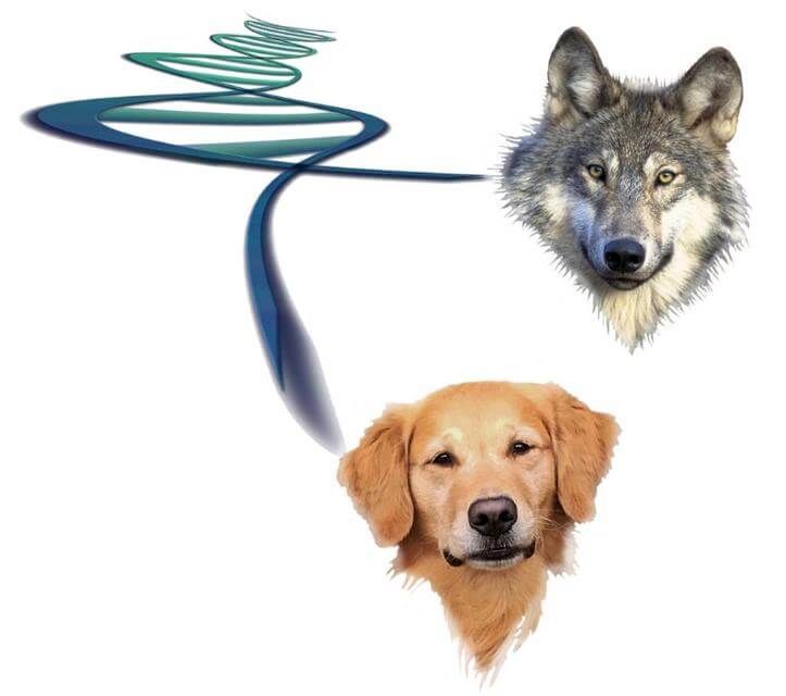 Dog Wolf Dna