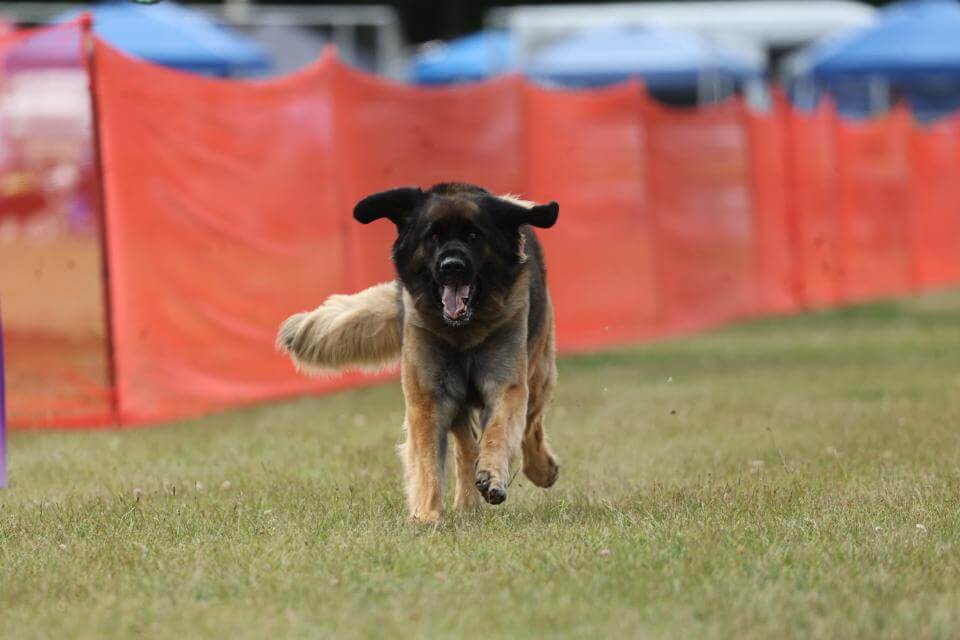 Leonberger