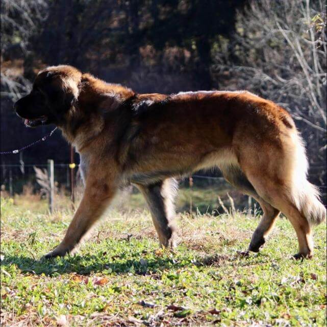 Leonberger