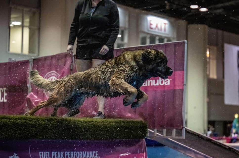 Leonberger