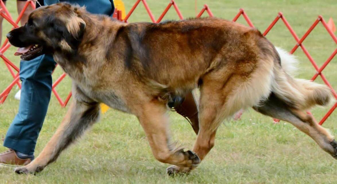 Leonberger