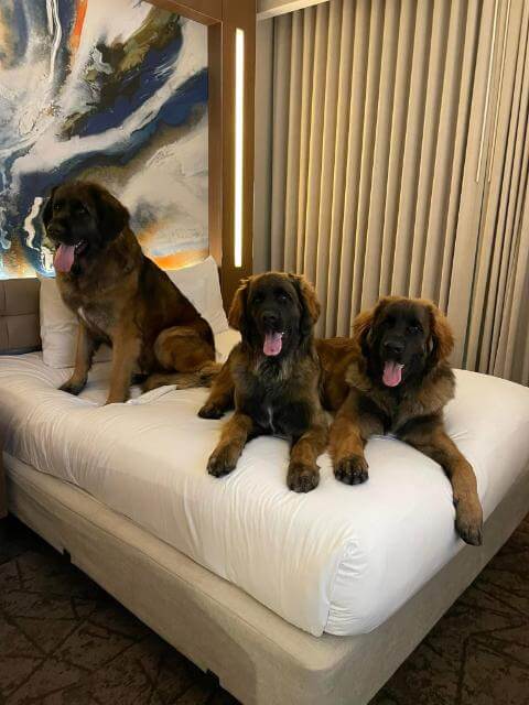 “Nike” and offspring, Invictus Fae Dream VHMP “Ellie” and Invictus Of Ravens& Rooks VHMA “Corvus” attending Meet the Breeds 2025