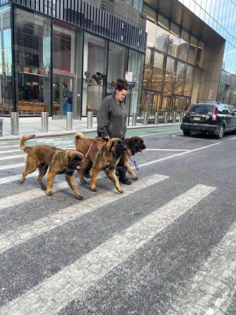 Walking around Manhattan with Ellie, Corvus, and Nike. Ellie and Corvus hadnever been to a city before.