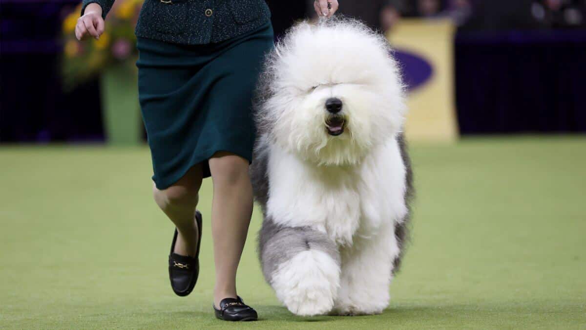NEW YORK, NEW YORK - FEBRUARY 11: Taylor Johnson and her Old English Sheepdog, Bugaboo's Let It Be, compete during the 149th Annual Westminster Kennel Club Dog Show – Junior Showmanship, Group Judging (Sporting, Working, Terrier) + Best in Show at Madison Square Garden on February 11, 2025 in New York City. (Photo by Sarah Stier/Getty Images for Westminster Kennel Club)