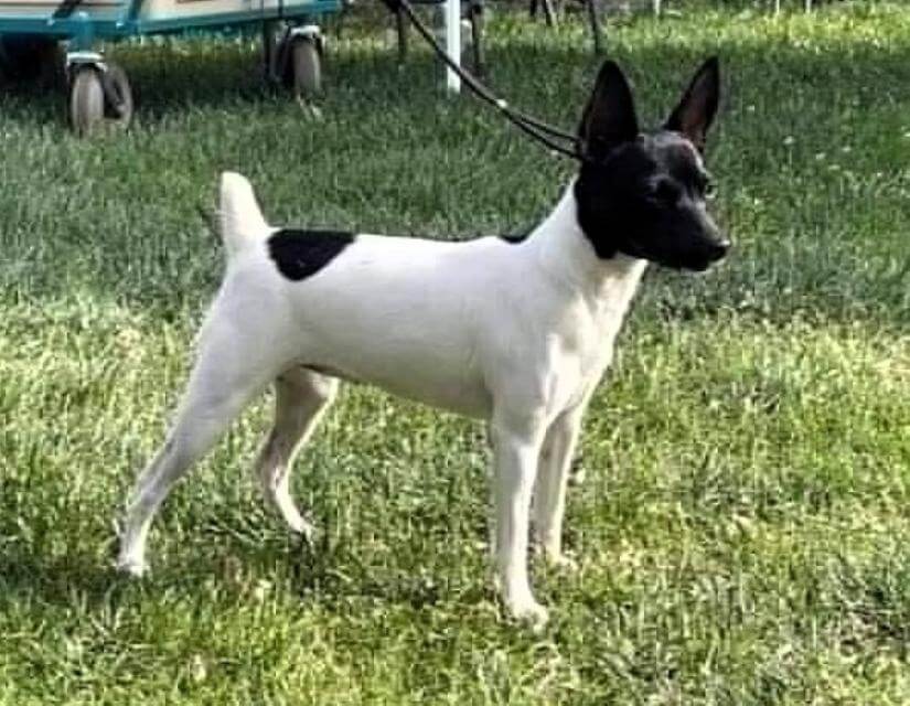 White-with-black-photo-credie-Luana-Ball