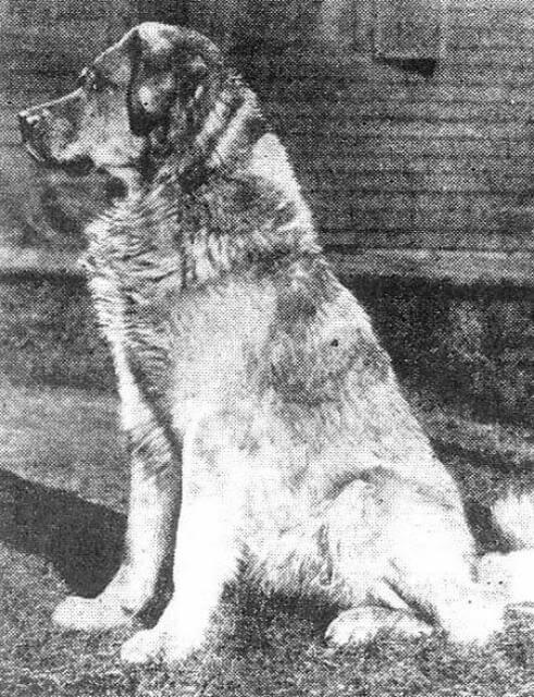 Chinook