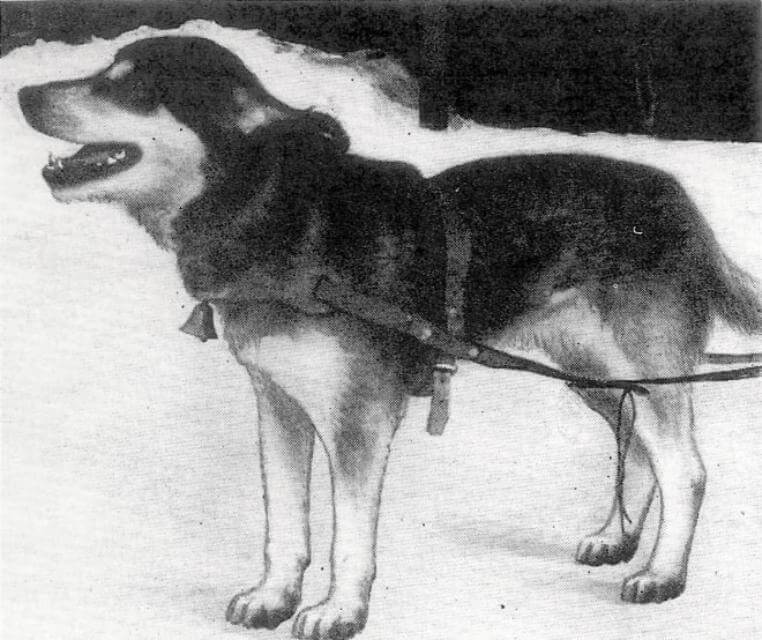 Chinook