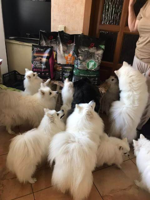 Delivering help to a Japanese Spitz and German Spitz kennel.