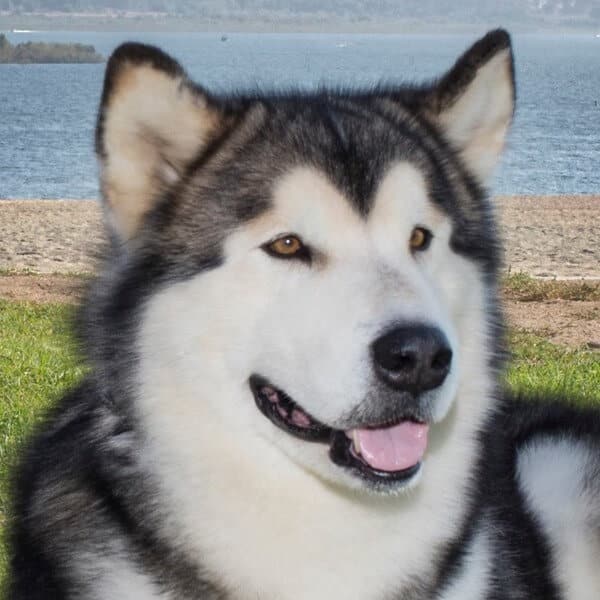 Close-up head photo of an Alaskan Malamute