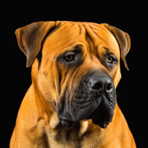 Close-up head photo of a Boerboel dog, on black background.