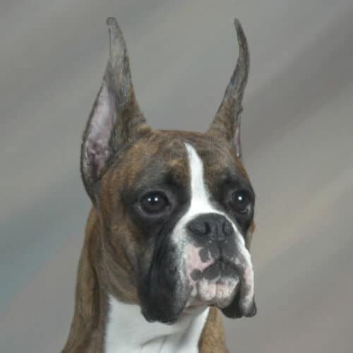 Close-up head photo of a Boxer.