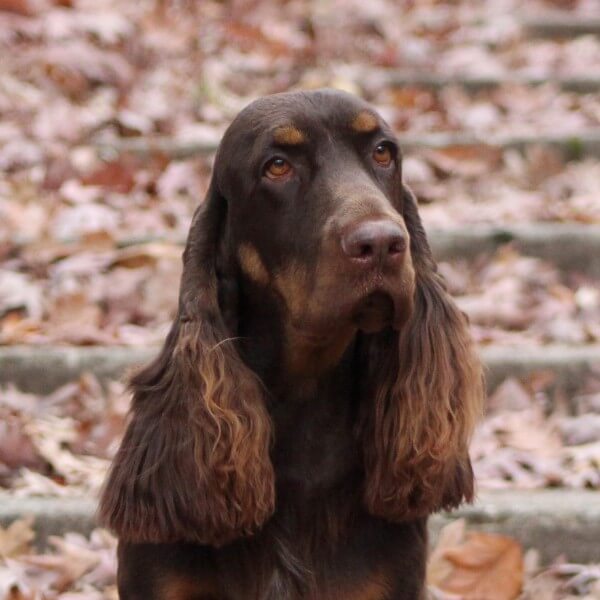 Head photo of a Field Spaniel