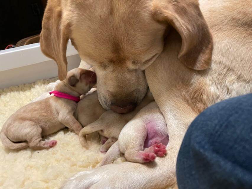 Successful breeding outcome