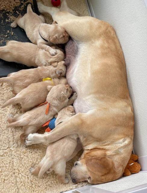 Successful breeding outcome