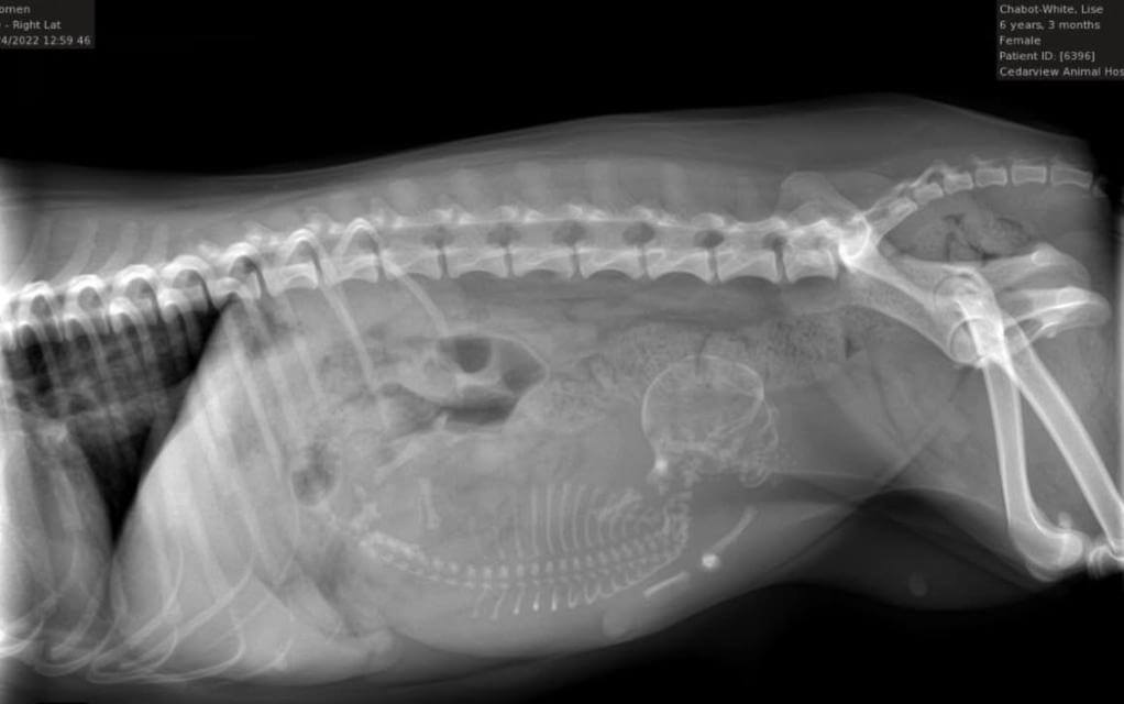 X-ray of second older bitch