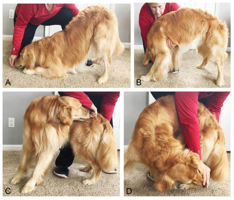 Figure 2. Active stretching of the spine. A. Extension or dorsiflexion. B.Ventriflexion. C. Lateral flexion. D. Lateral flexion with rotation