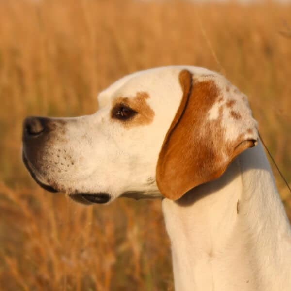 Close-up head photo of a Pointer.