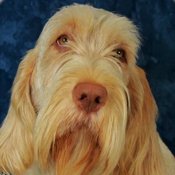 Close-up head photo of a Spinone Italiano dog.