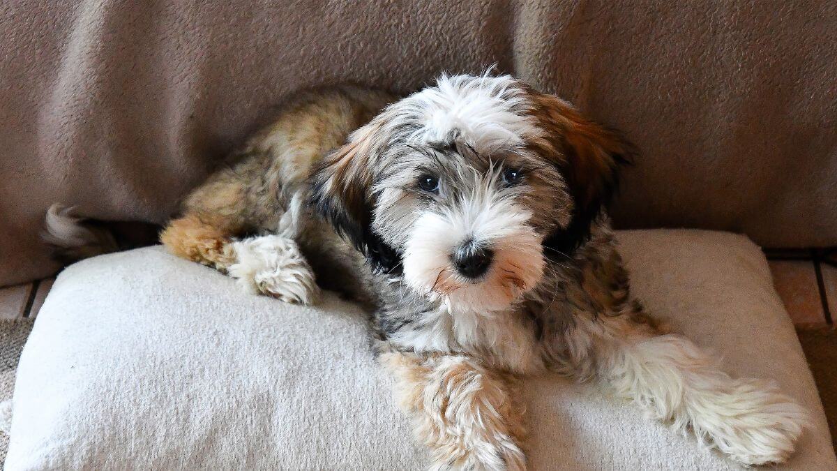 Tibetan Terrier puppy three month old. Three month old Tibetan Terrier sits on a pillow and looks intently at the camera