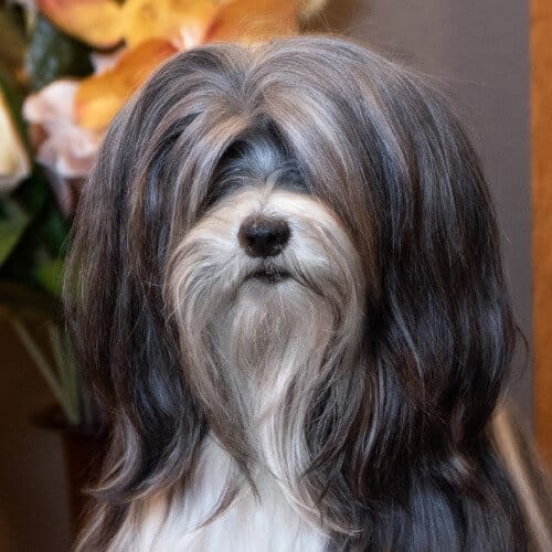 Close-up head photo of a Tibetan Terrier.