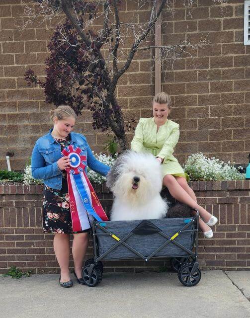 Taylor Johnson and Old English Sheepdog