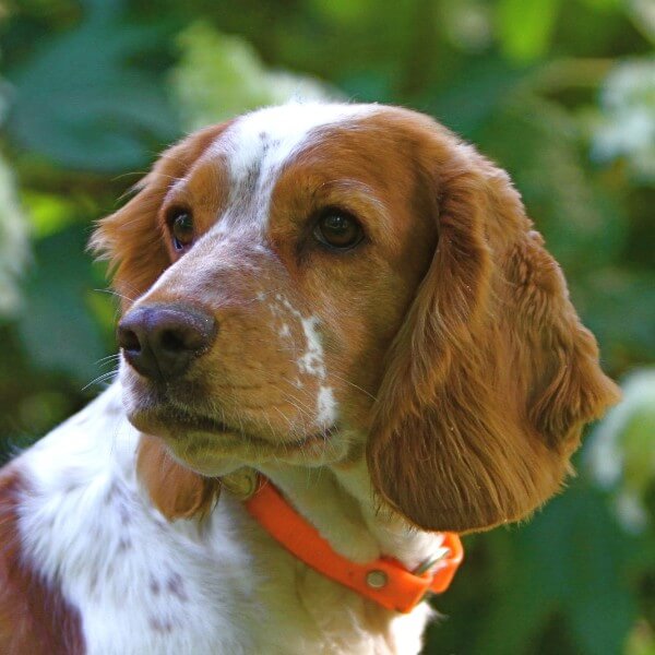 Close-up head photo of a Welsh Springer Spaniel.