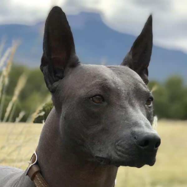 Close-up head photo of a Xoloitzcuintli (Mexican Hairless Dog)