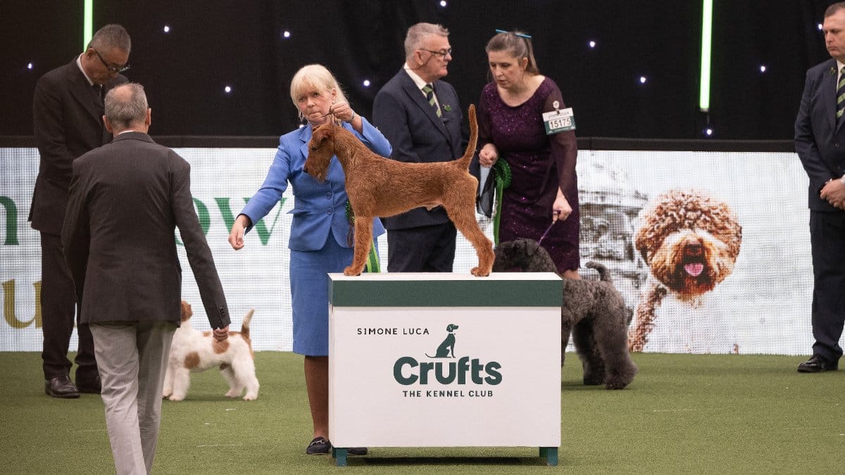 Multi. Ch./Nordic Ch. Smox His Majesty Ww’23 Sew’23 Fiw’23; Crufts BOB 2024 and 2025 (2024 Best in Terrier Group 2nd Place). Bred by Mrs. E. G. Skalberg. Photo by Simone Luca