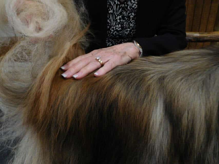 Since Pekingese have an undershot lower jaw, the correct way to deter- mine the bite is by running a thumb across the lower lip. Correct ear placement and a flat skull are being examined by framing the dog’s face with the judge’s hands. A level topline is checked by the judge running her hand down the back, starting at the shoulders and finishing at the base of the tail.
