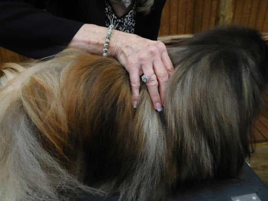 Shoulders and elbows must be tight and close to the body, and the judgecarefully feels the position of the dog’s bones and musculature