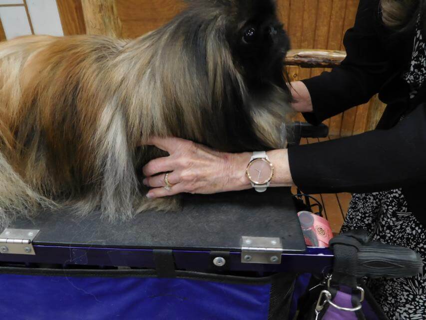 The judge makes sure the dog’s forelegs have the correct bow and thatthe front feet are properly turned out.