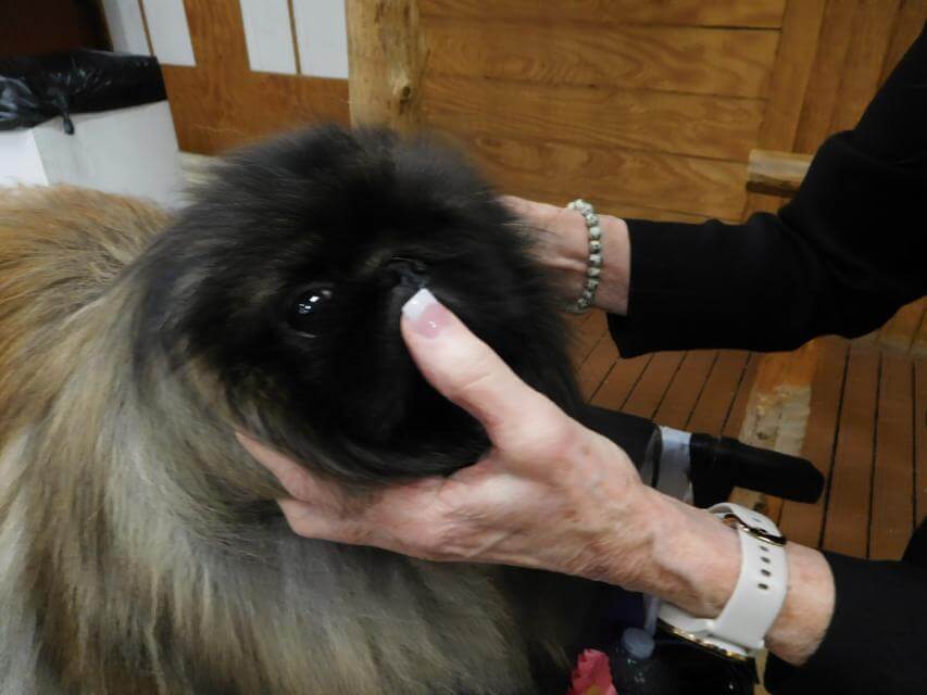 Since Pekingese have an undershot lower jaw, the correct way to deter- mine the bite is by running a thumb across the lower lip.
